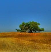 l-arbre-de-vie-du-bahrein-mystere-de-la-nature-credit-photo.jpg
