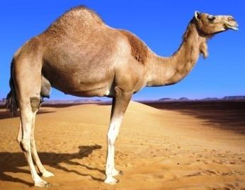 La Charia médicale en Égypte? 238